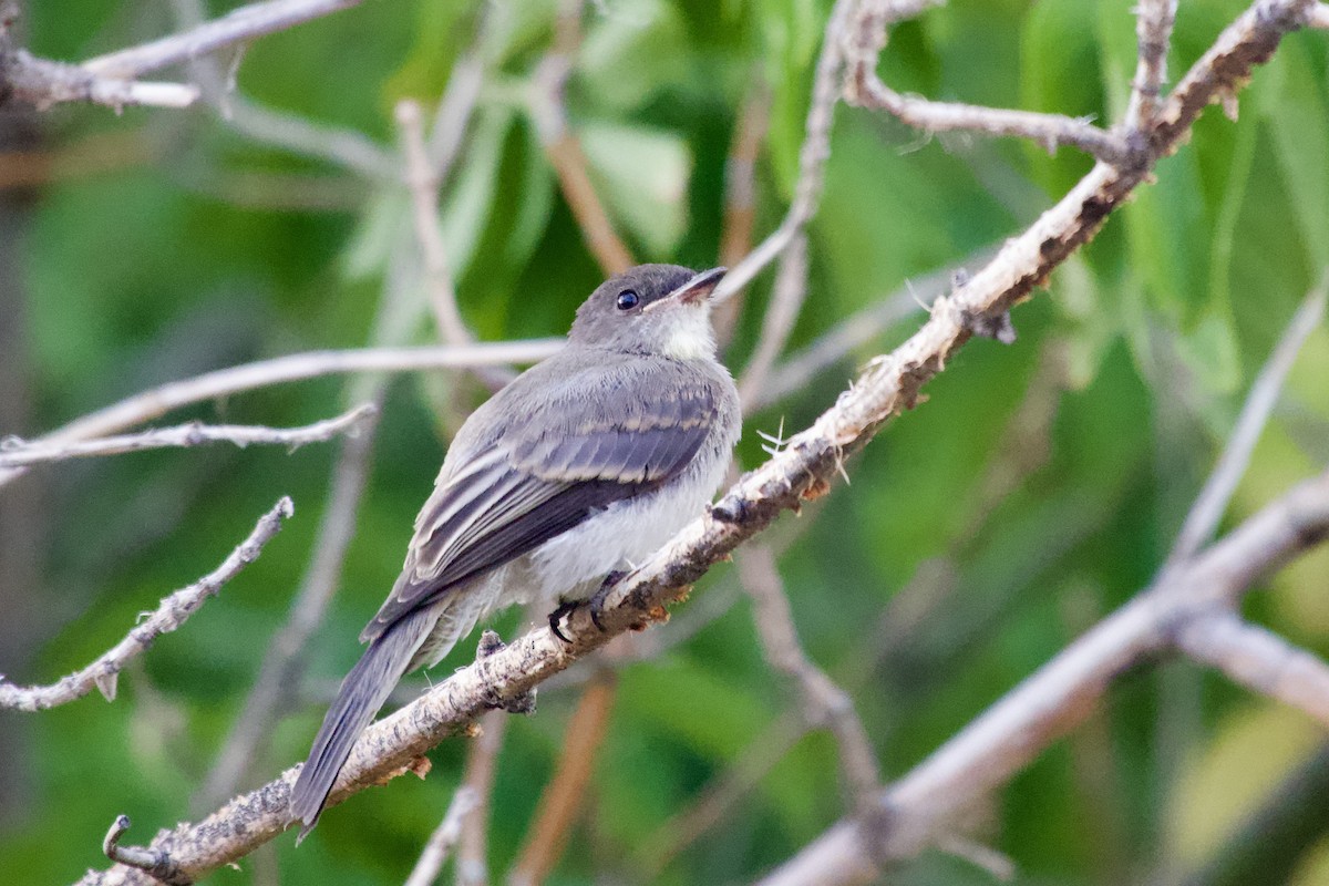 Eastern Phoebe - ML640257696