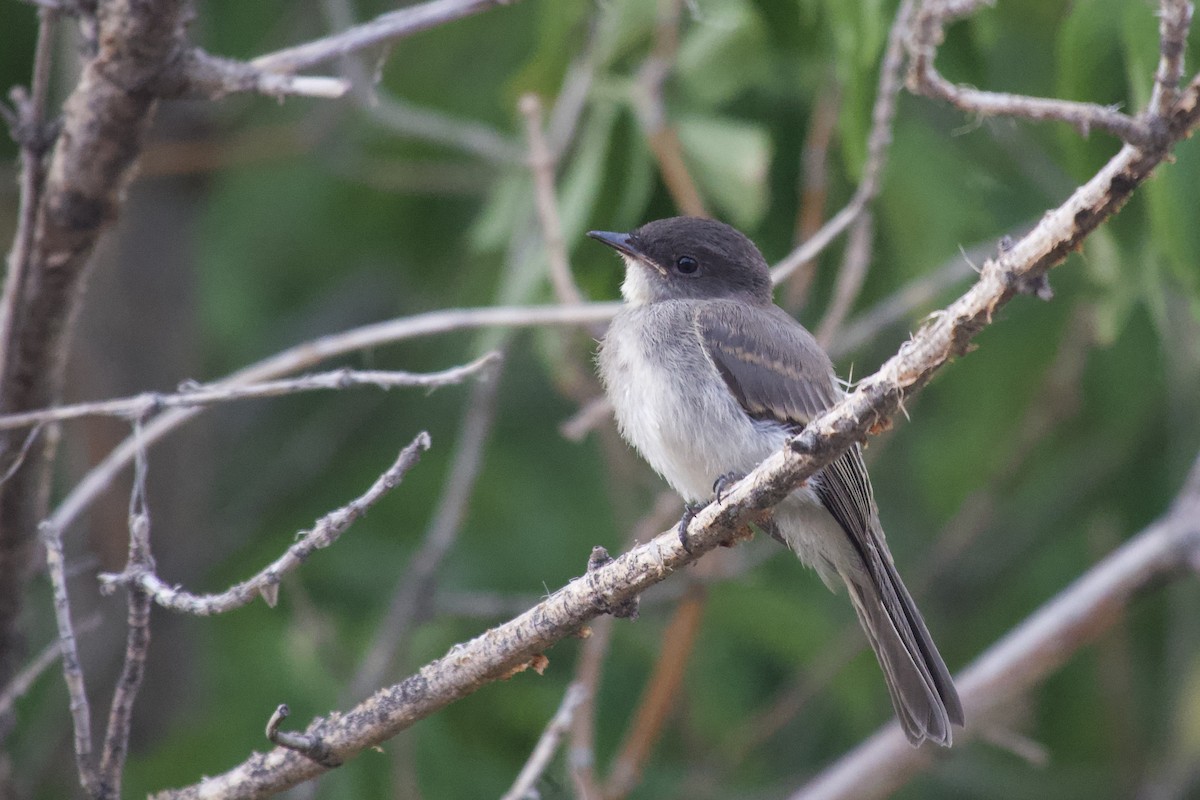 Eastern Phoebe - ML640257697