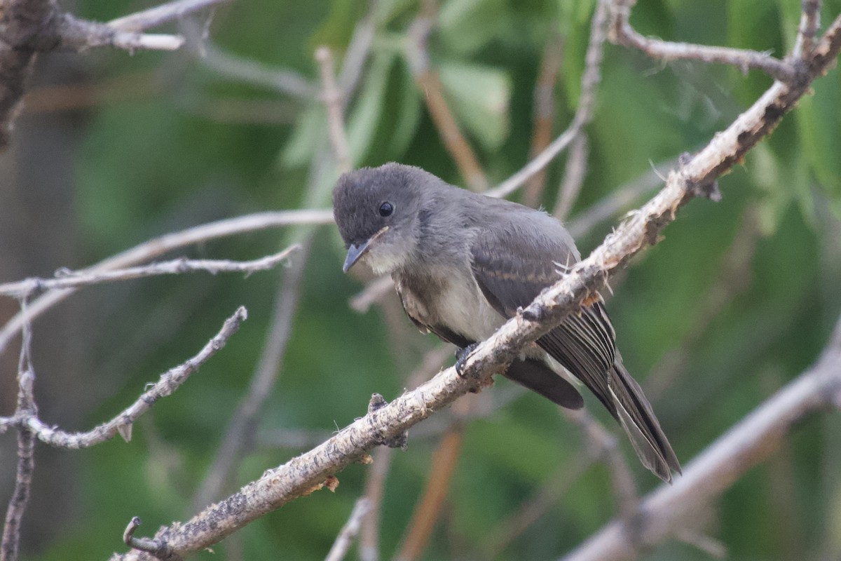 Eastern Phoebe - ML640257698
