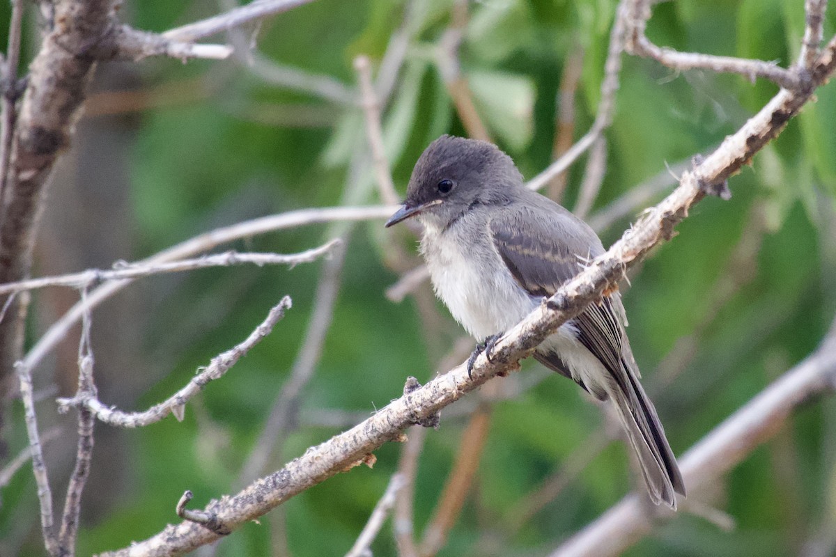 Eastern Phoebe - ML640257699