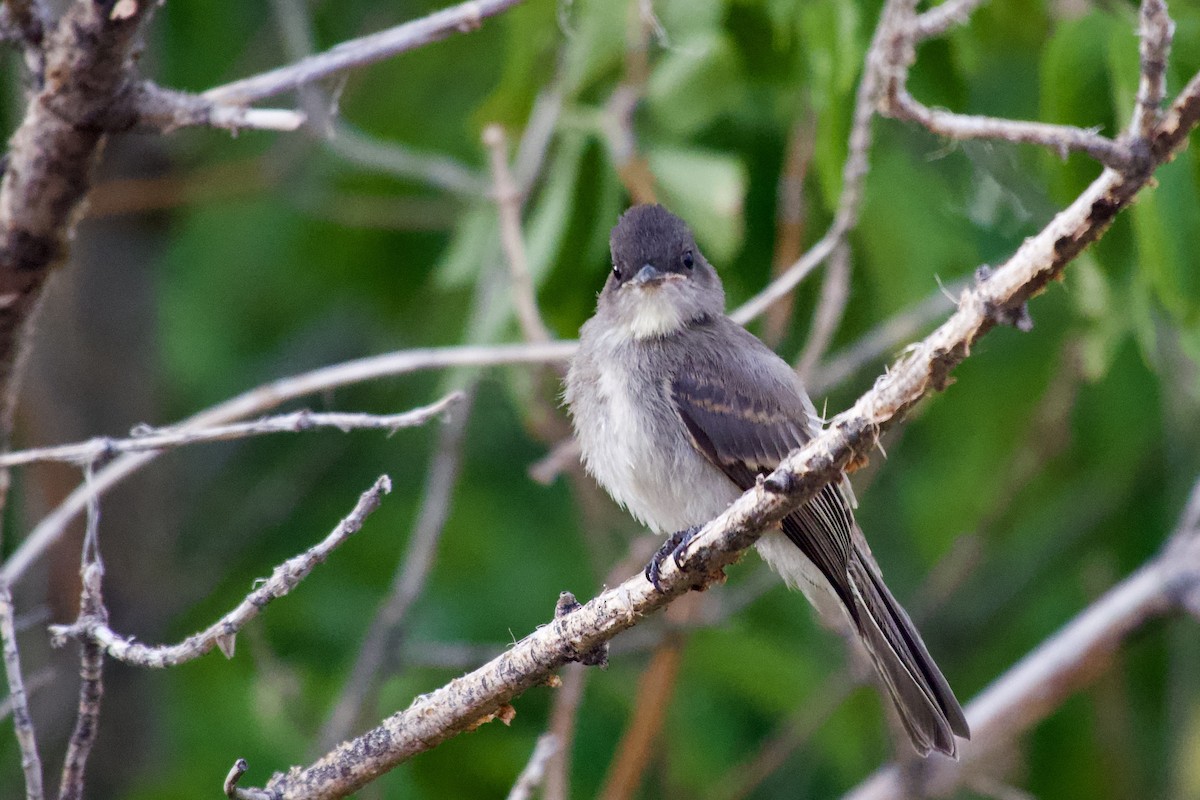 Eastern Phoebe - ML640257700