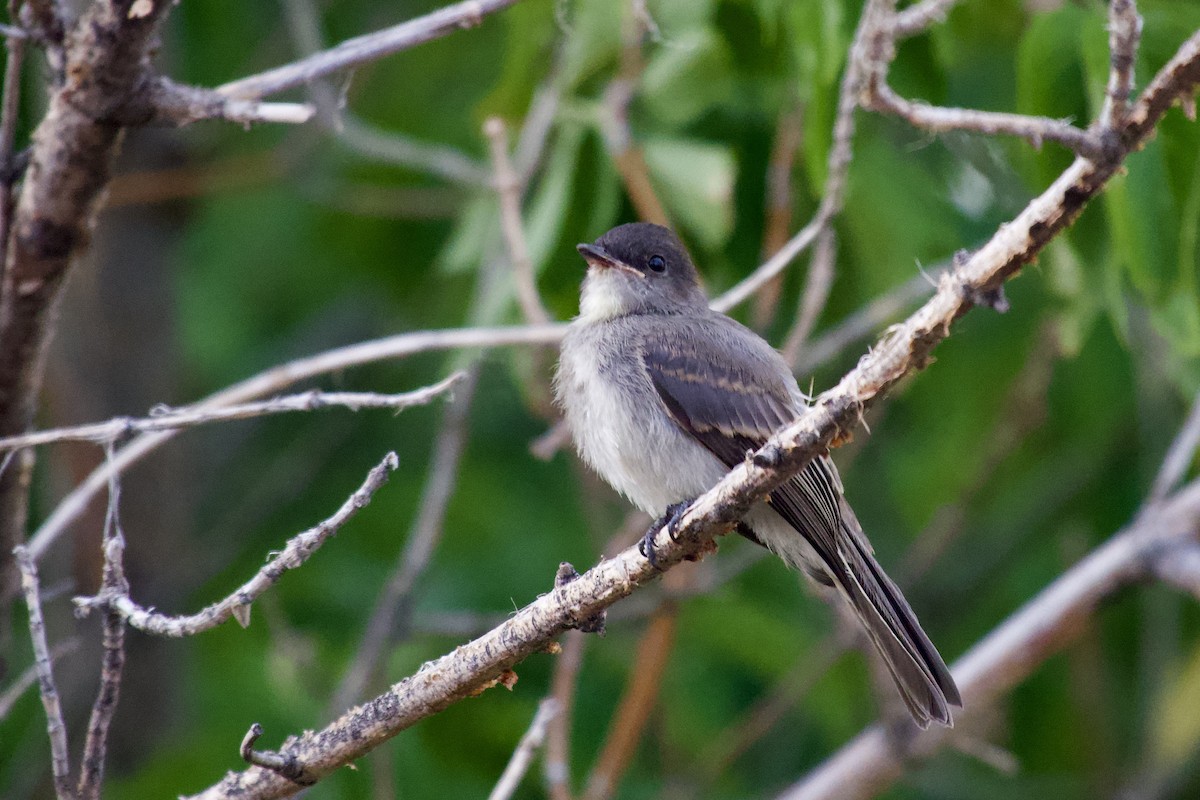 Eastern Phoebe - ML640257701