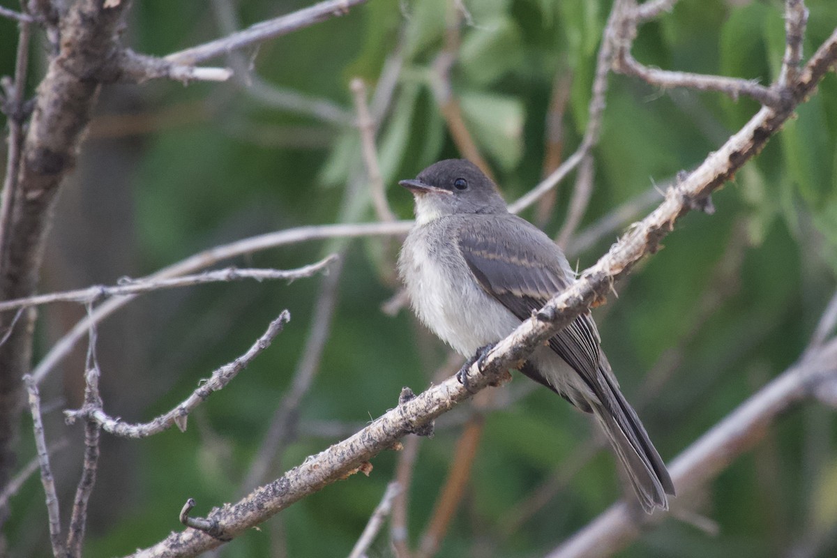 Eastern Phoebe - ML640257702