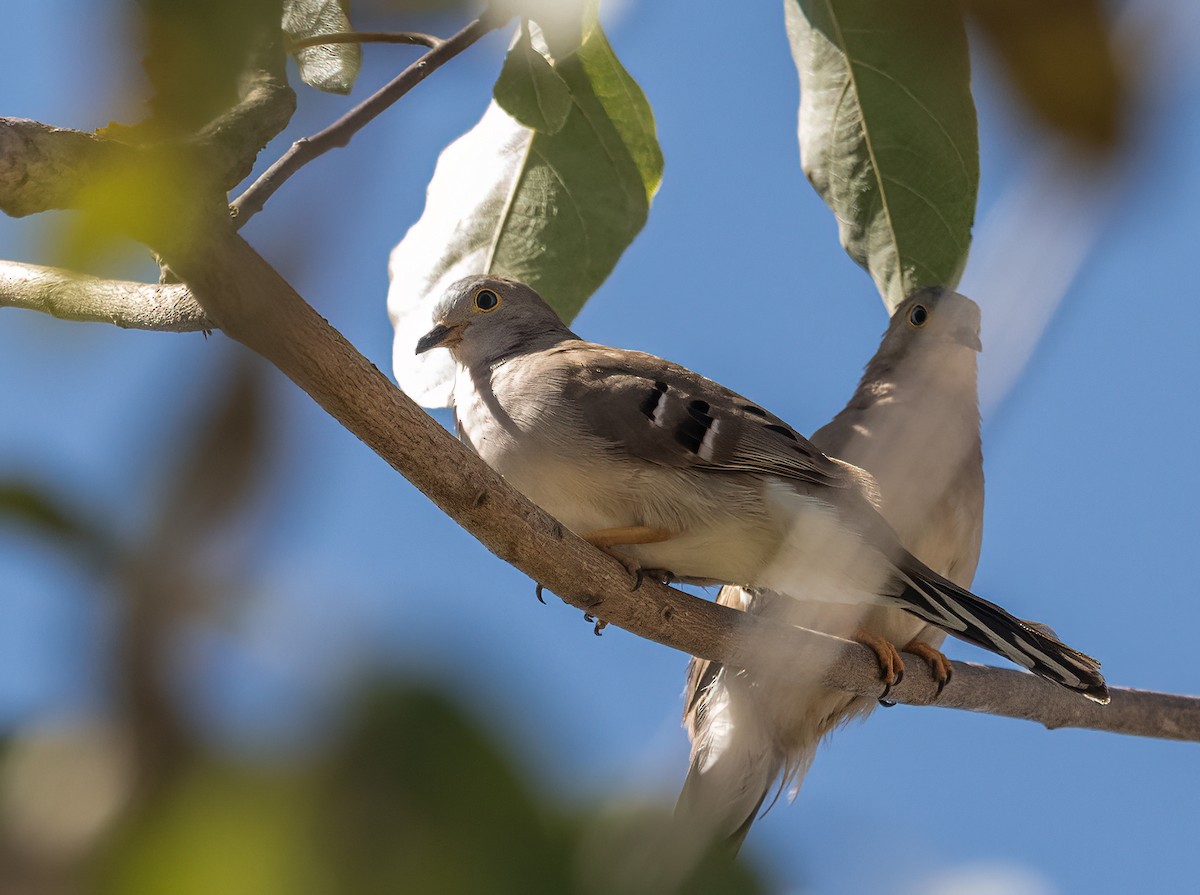 Long-tailed Ground Dove - ML640257709