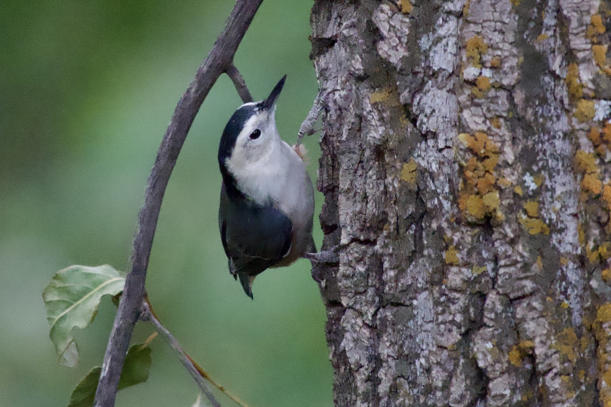 White-breasted Nuthatch - ML640257711