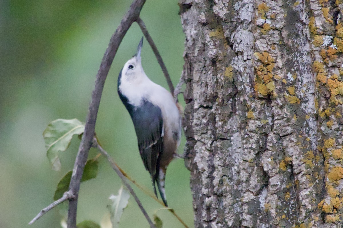 White-breasted Nuthatch - ML640257712