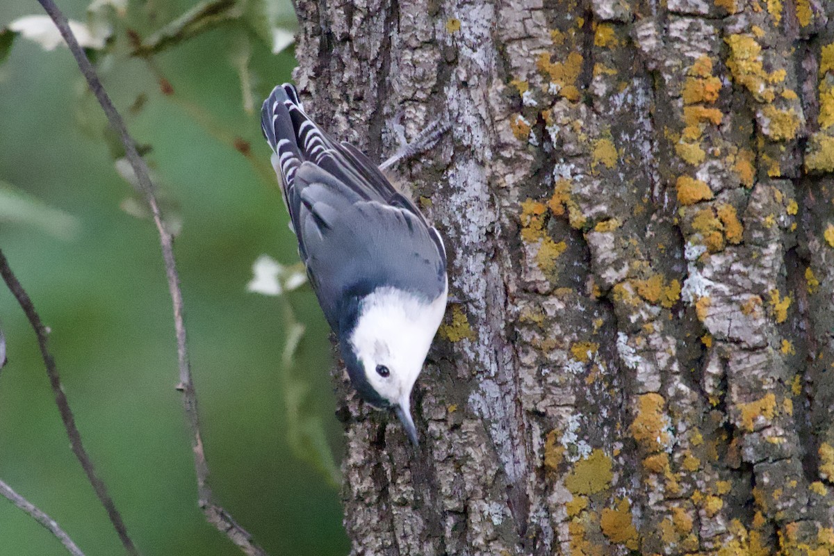 White-breasted Nuthatch - ML640257714