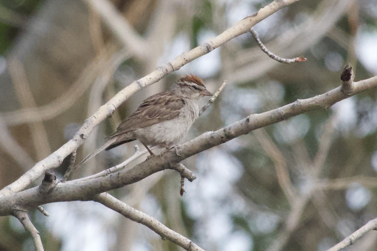 Chipping Sparrow - ML640257720