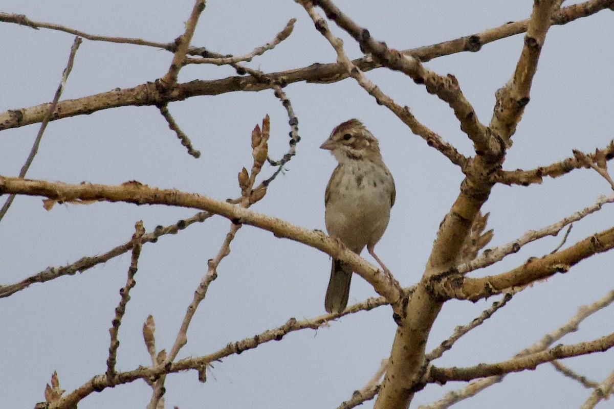 Lark Sparrow - ML640257730