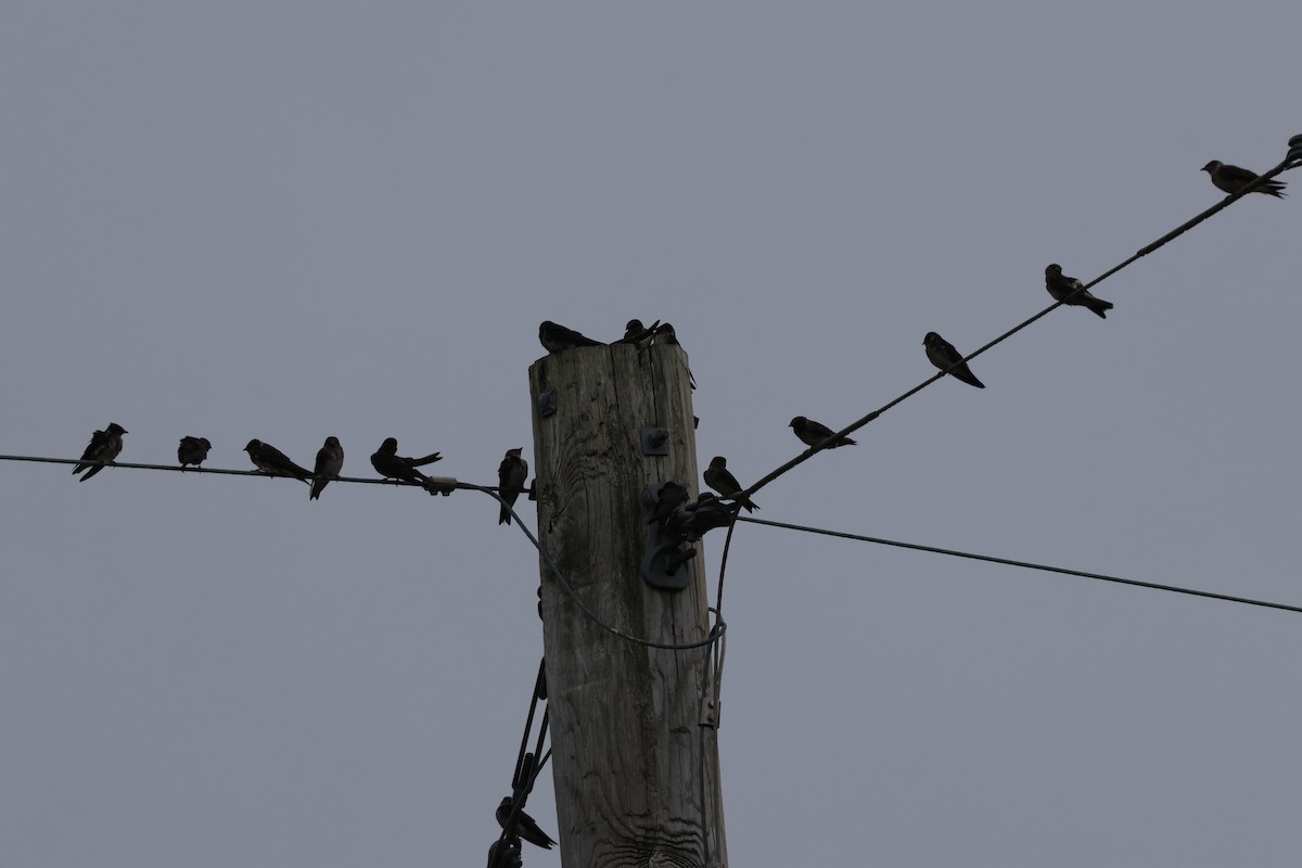 Purple Martin (subis/arboricola) - ML640257829