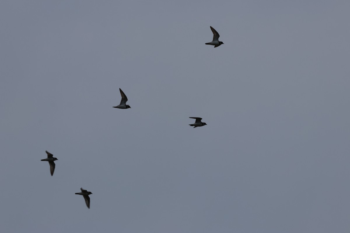 Semipalmated Plover - ML640257877