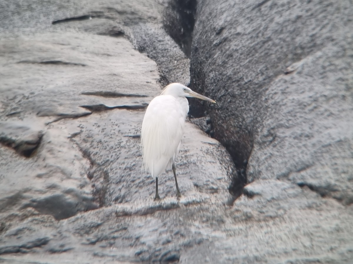 Chinese Egret - ML640257883