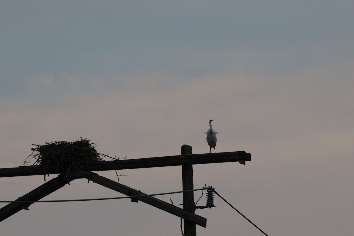 Great Egret (American) - ML640257884