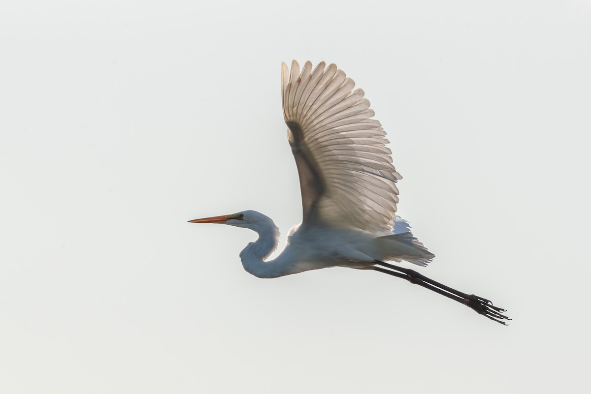 Great Egret - ML640257918