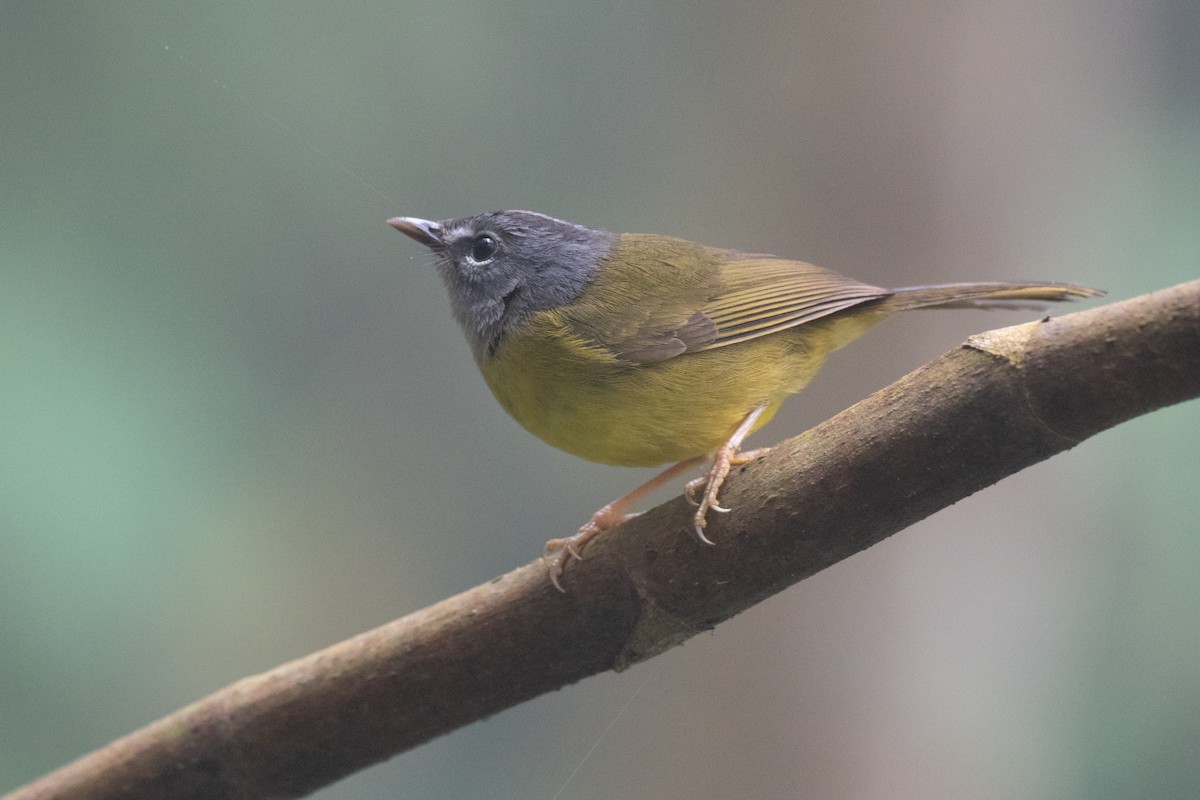 White-lored Warbler - ML640257945