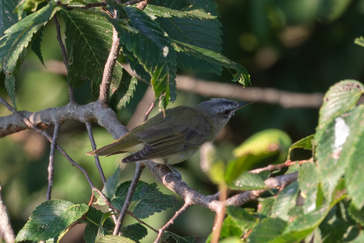 Red-eyed Vireo - ML640257948
