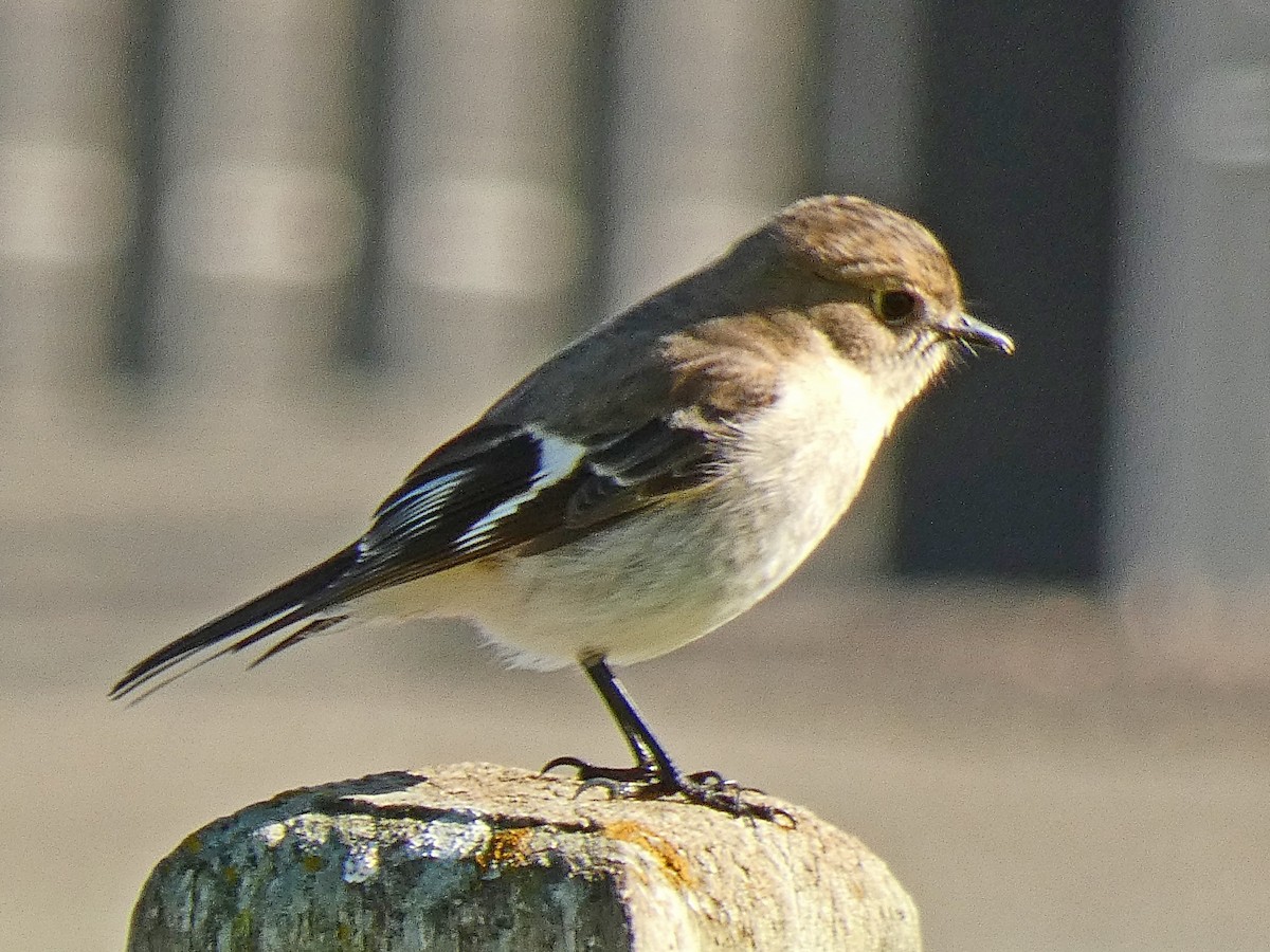 Flame Robin - ML640257952