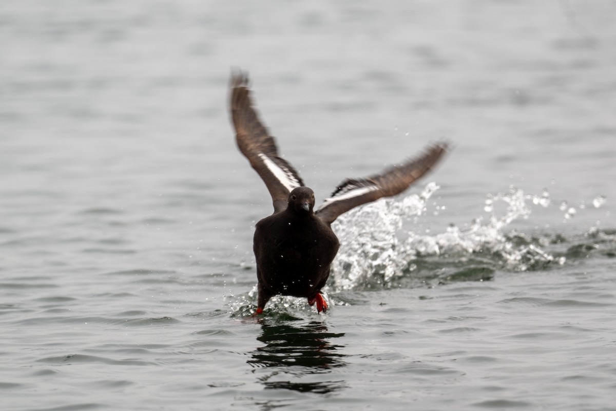 Pigeon Guillemot - ML640257958