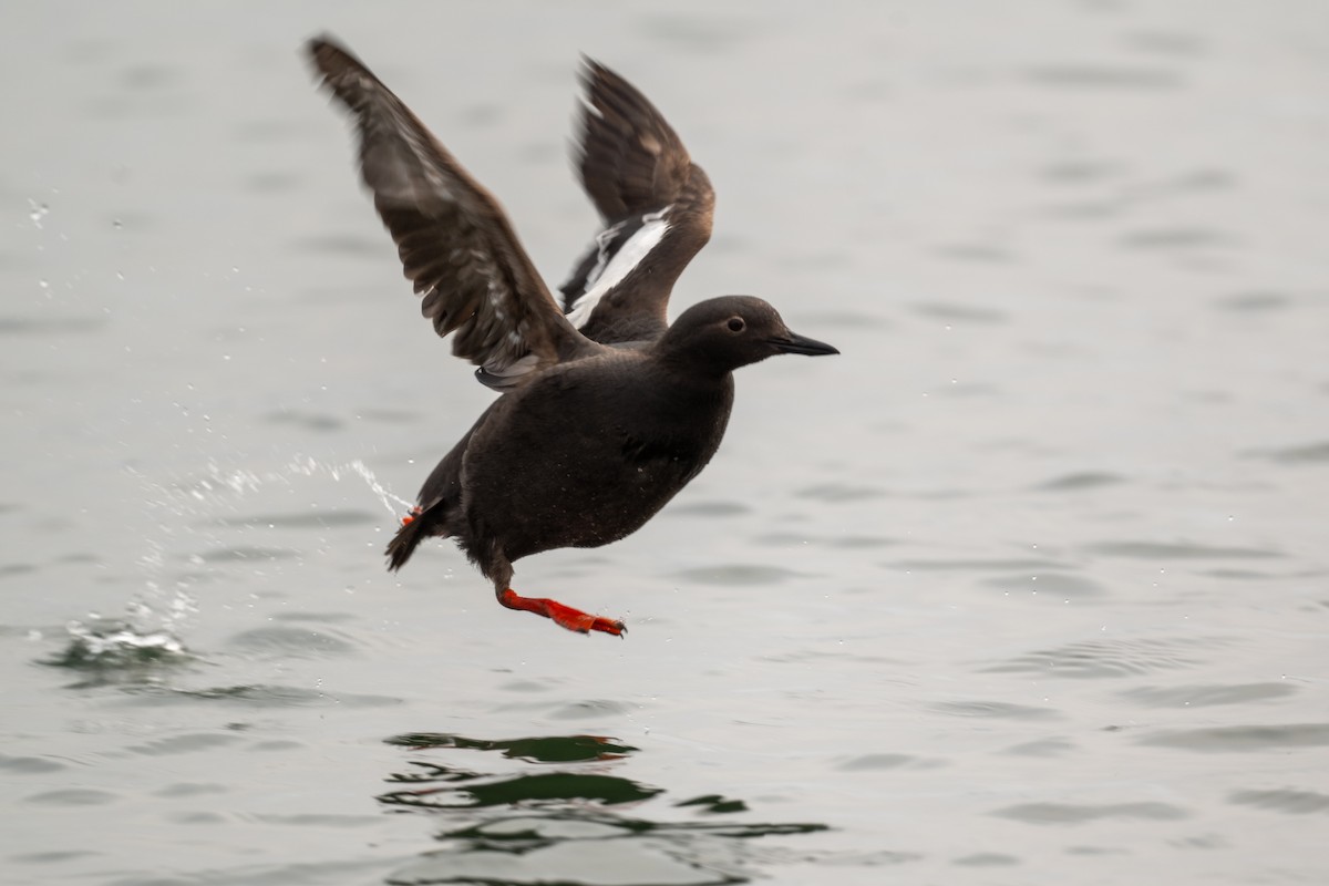 Pigeon Guillemot - ML640257959