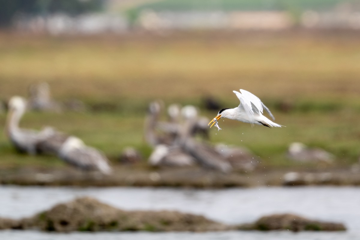 Elegant Tern - ML640257964