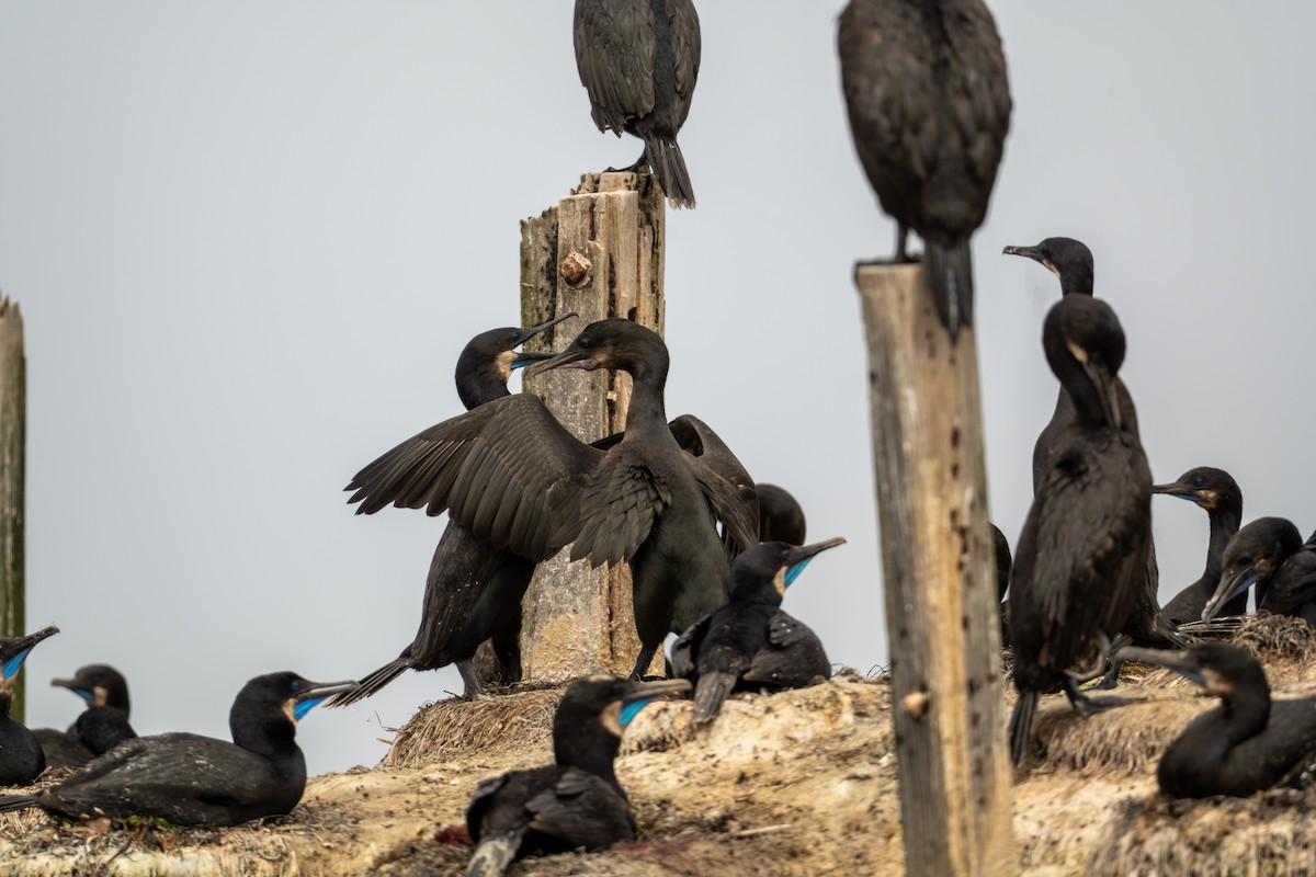 Brandt's Cormorant - ML640257965