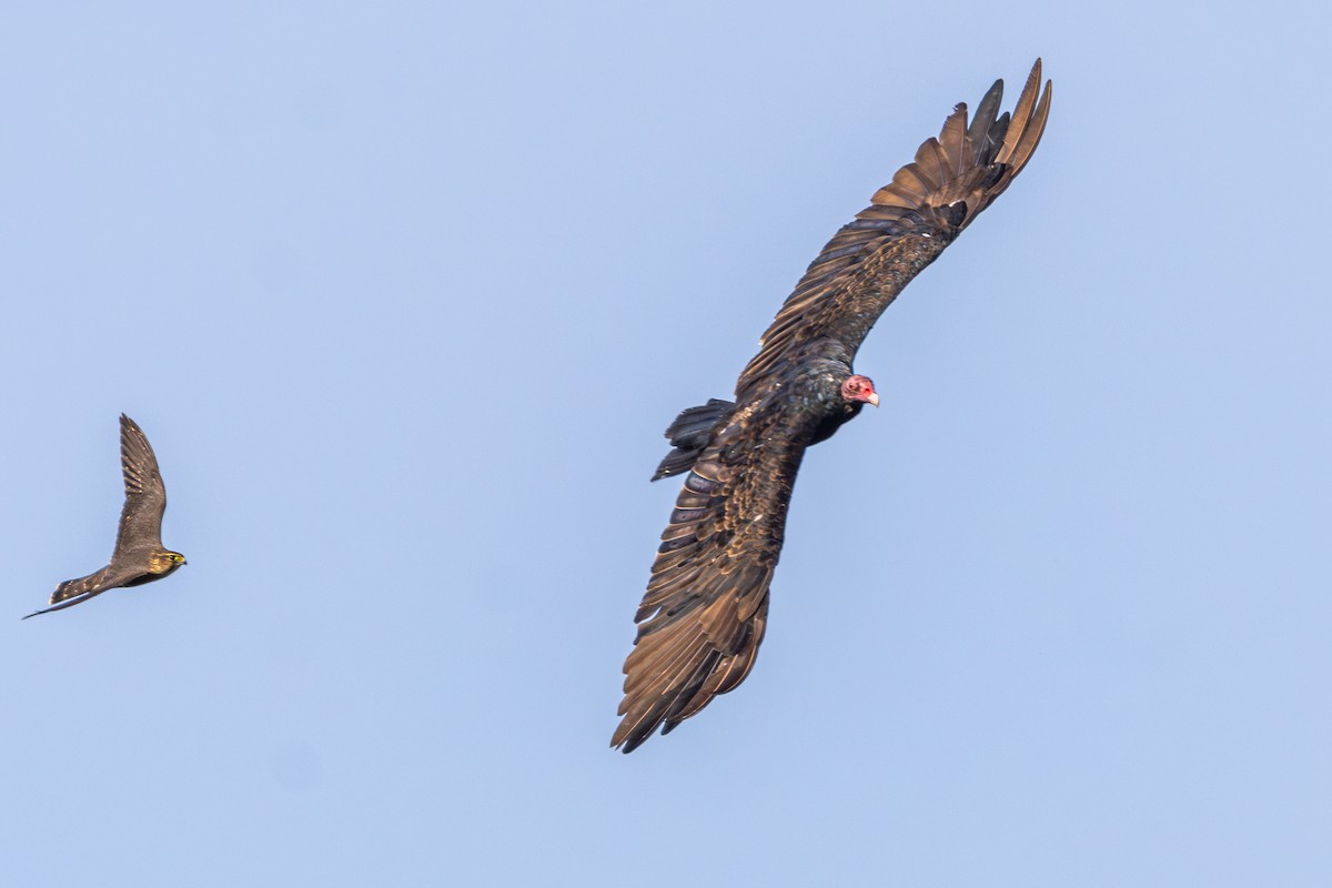 Urubu à tête rouge - ML640258023
