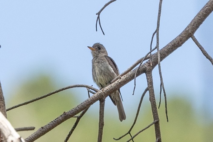 Greater Pewee - ML640258067
