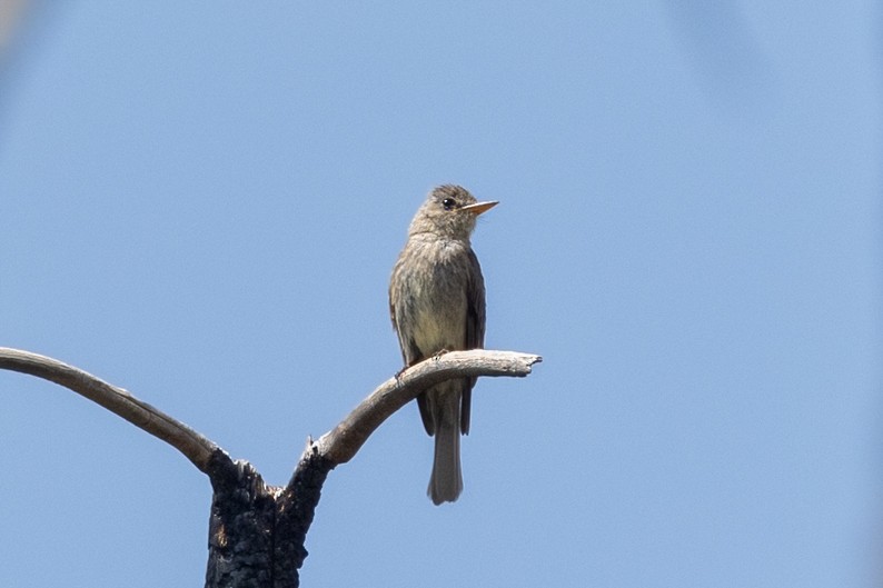 Greater Pewee - ML640258069