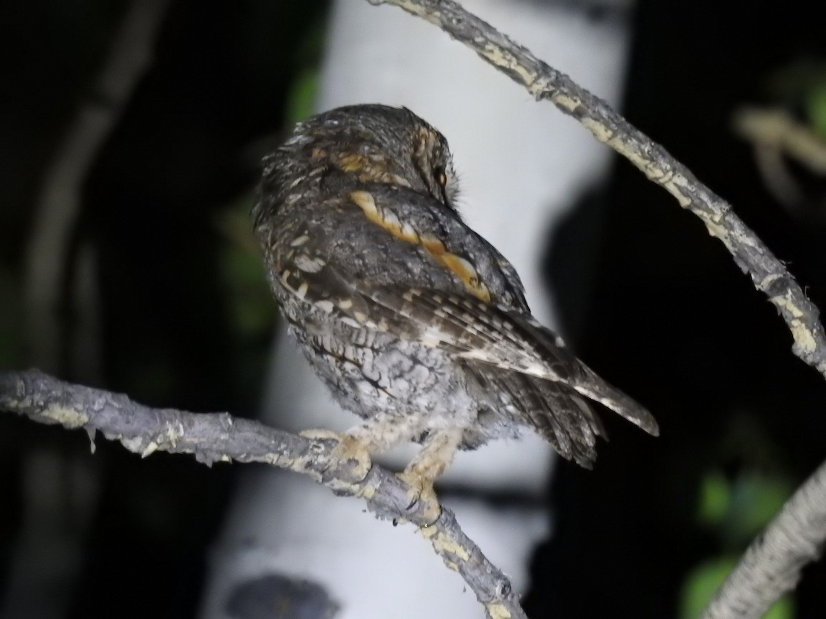 Flammulated Owl - ML640258106