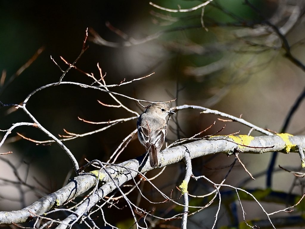 Flame Robin - ML640258112