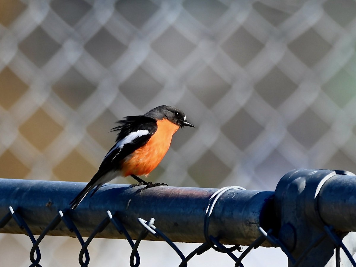 Flame Robin - ML640258113