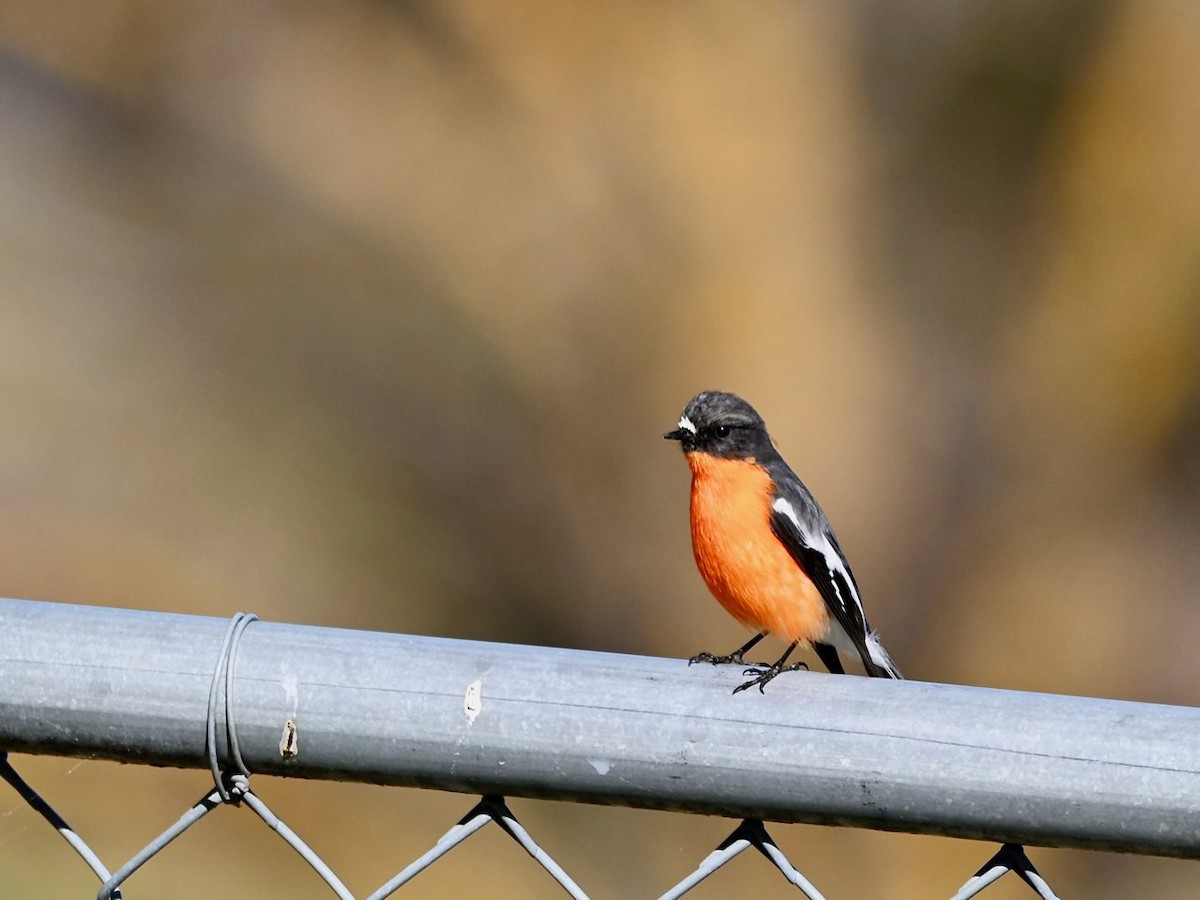 Flame Robin - ML640258114