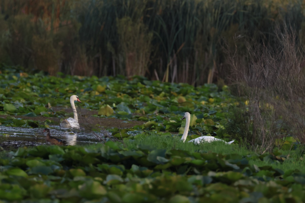 Mute Swan - ML640258150