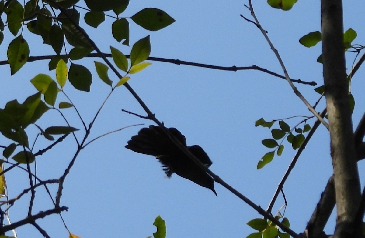 Blue Mockingbird - ML640258160
