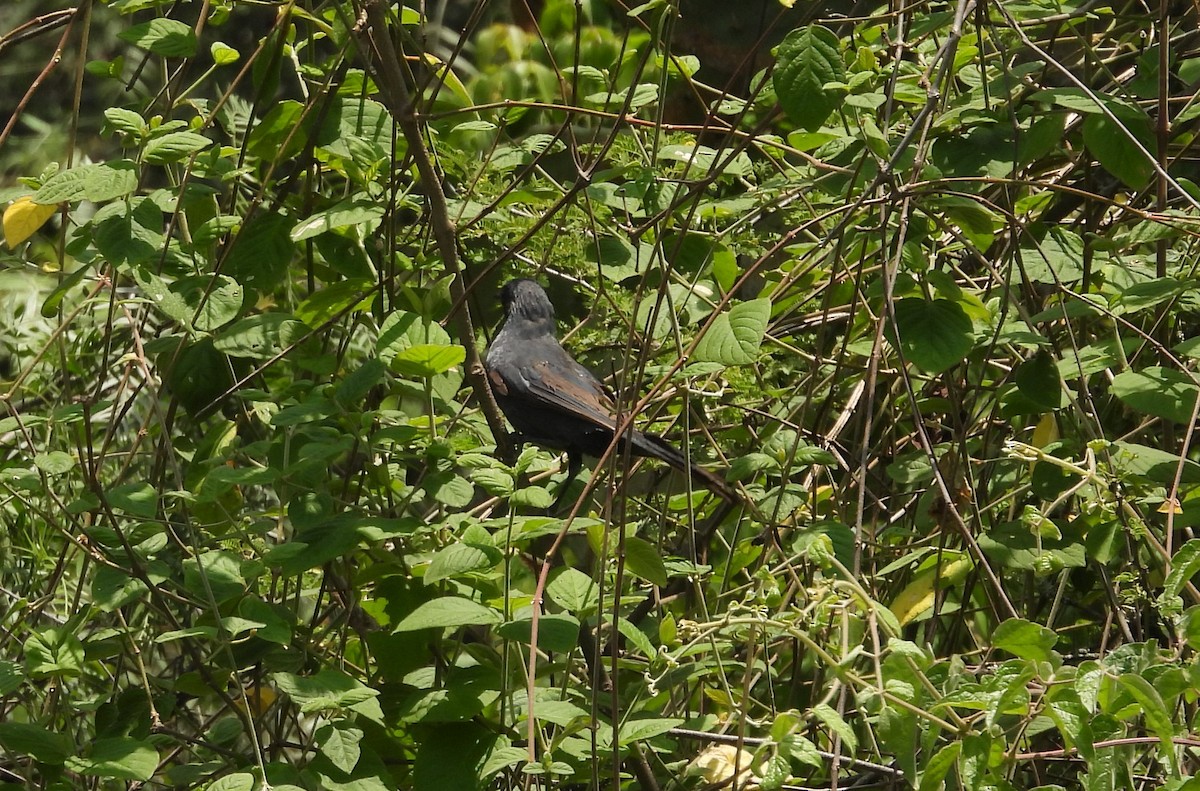 Blue Mockingbird - ML640258161