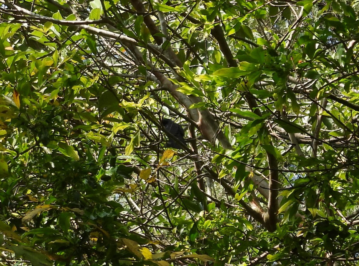 Blue Mockingbird - ML640258162