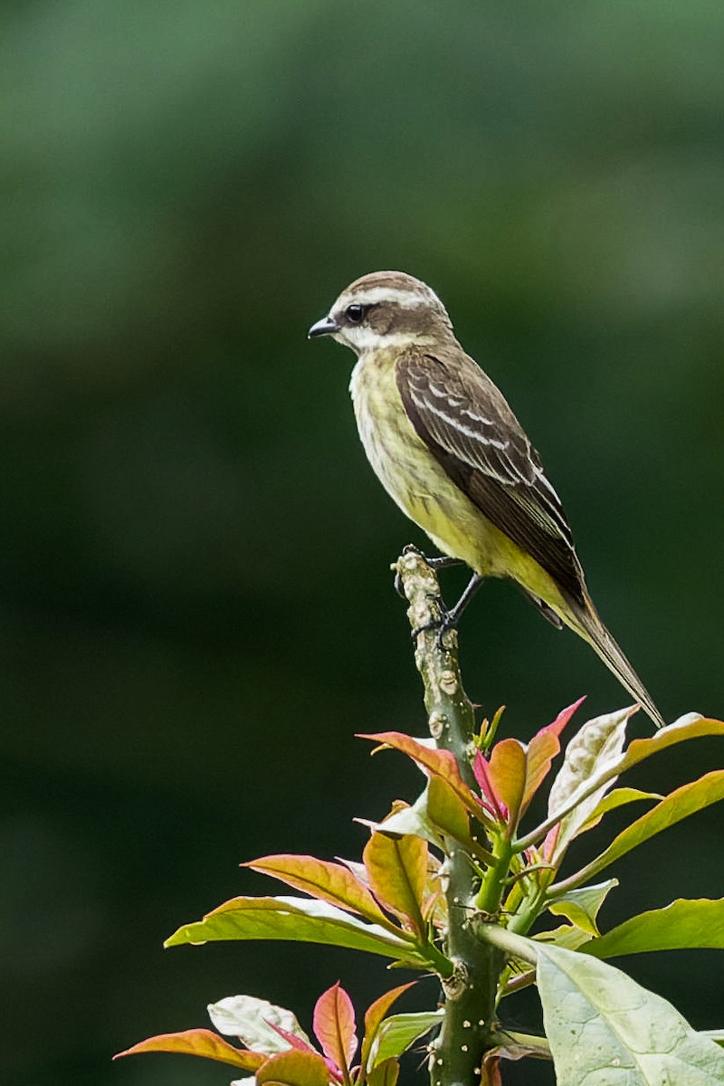 Piratic Flycatcher - ML640258166