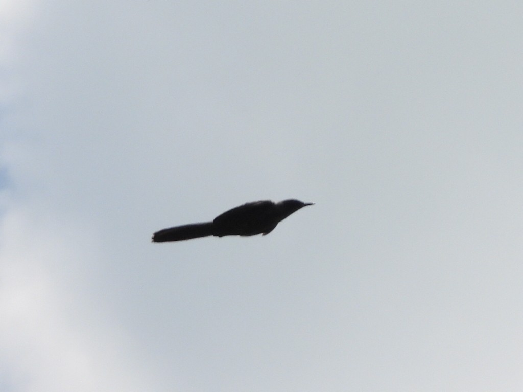 Blue Mockingbird - ML640258171