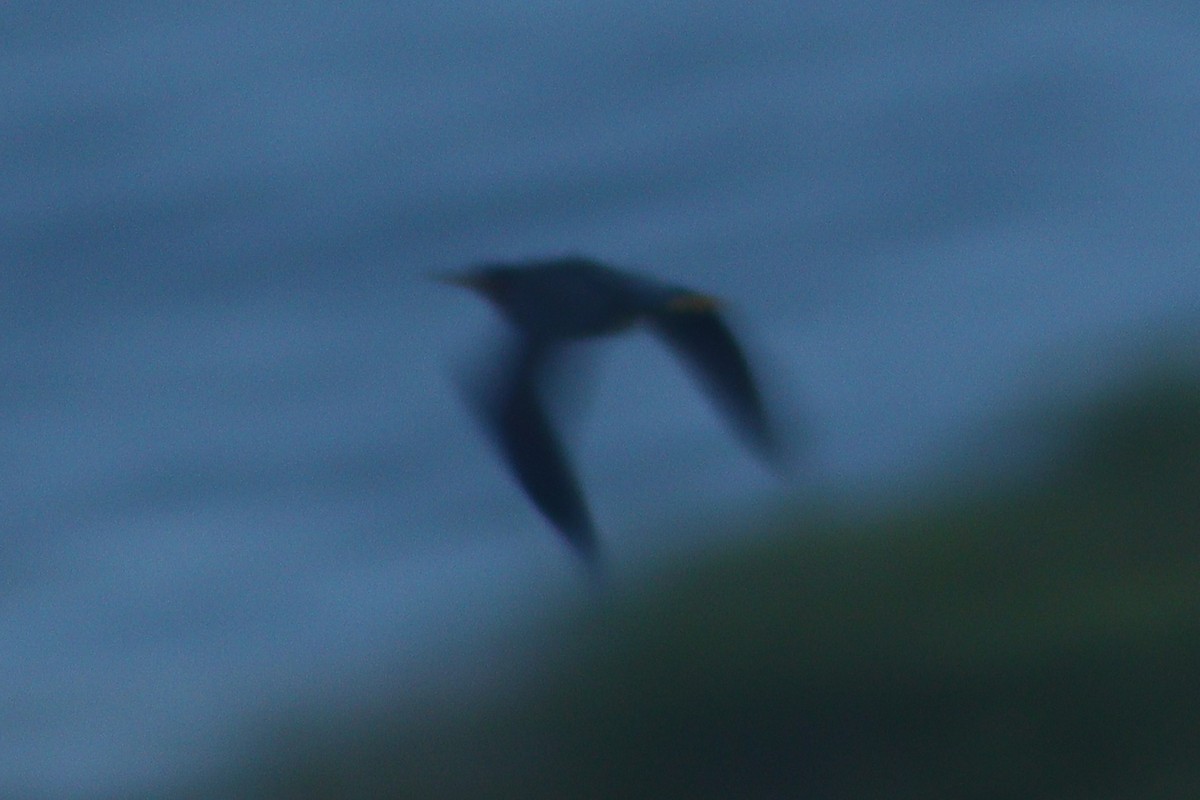 Green Heron - ML640258174