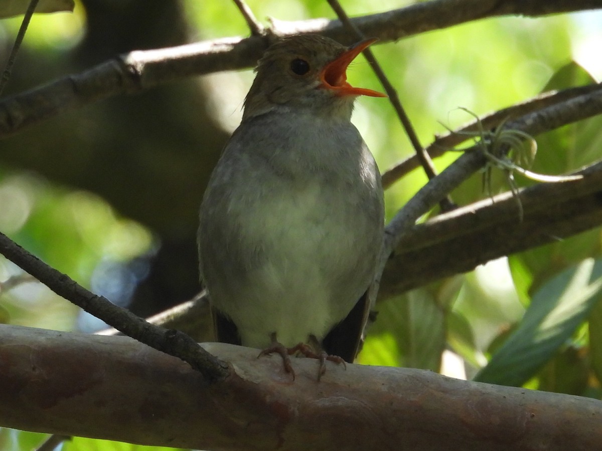 Orange-billed Nightingale-Thrush - ML640258201