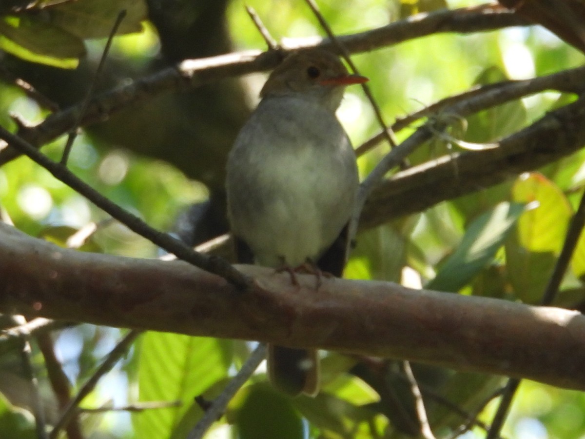 Orange-billed Nightingale-Thrush - ML640258202