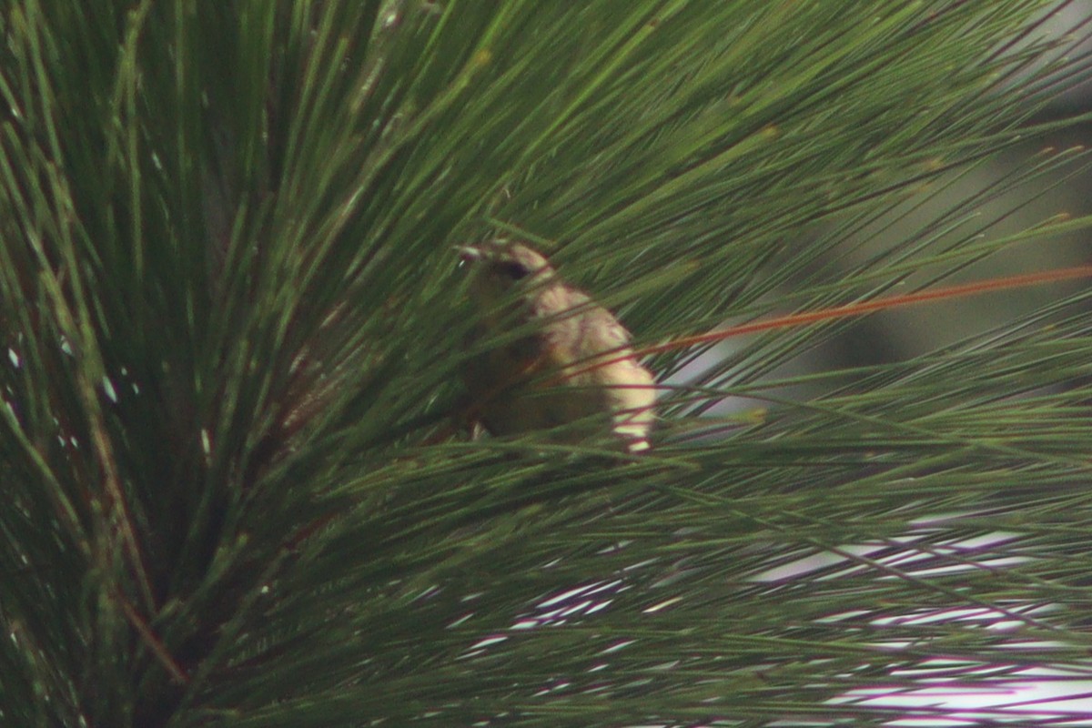 Pine Warbler - ML640258226