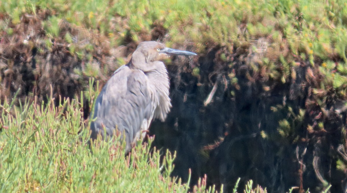 Reddish Egret - ML640258229