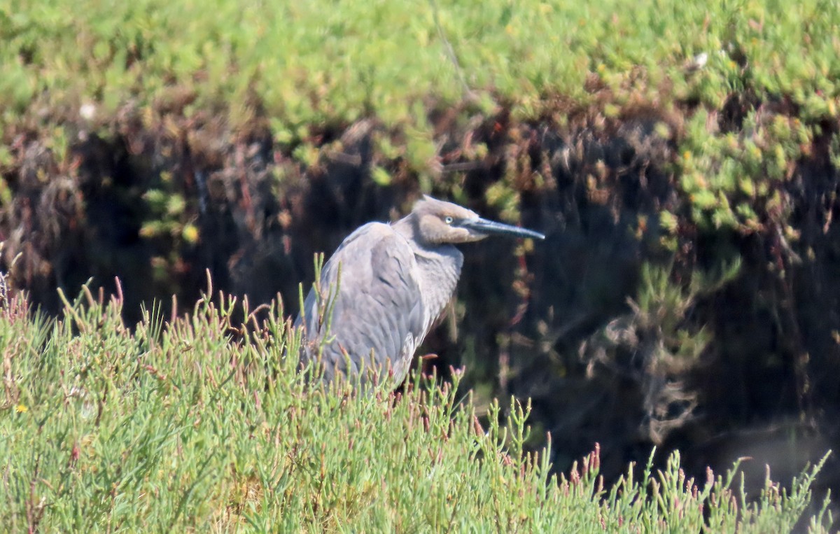 Reddish Egret - ML640258235