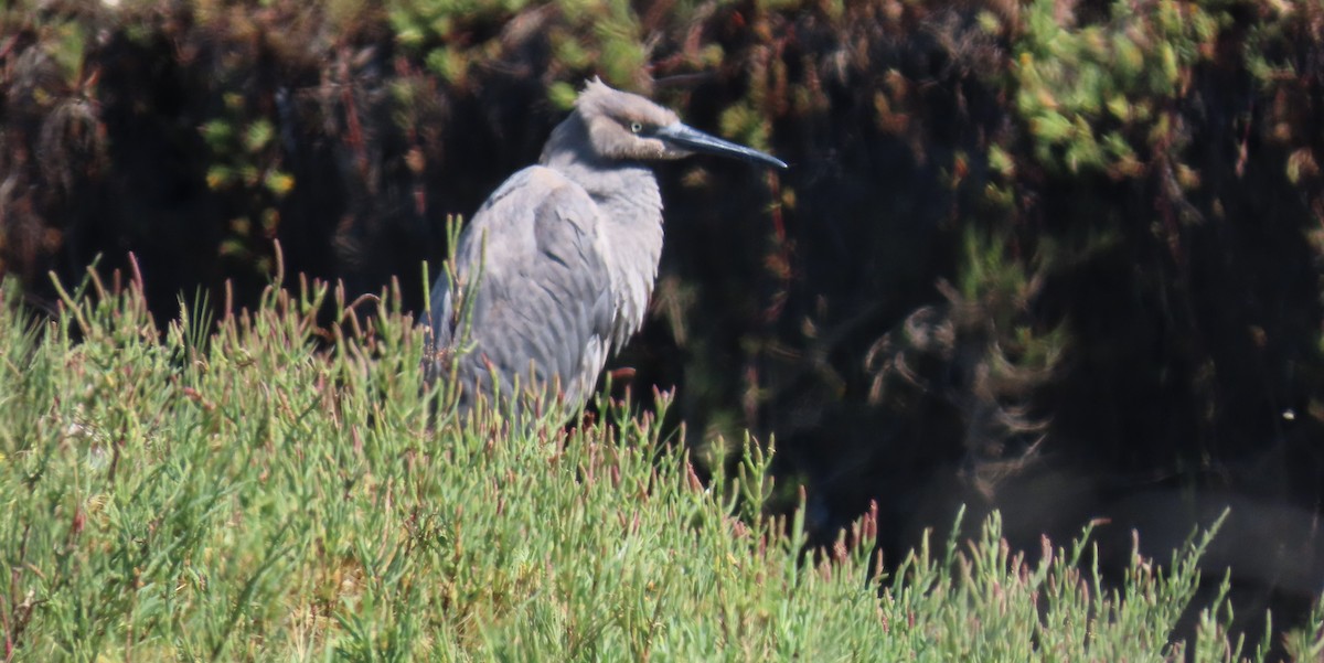 Reddish Egret - ML640258237