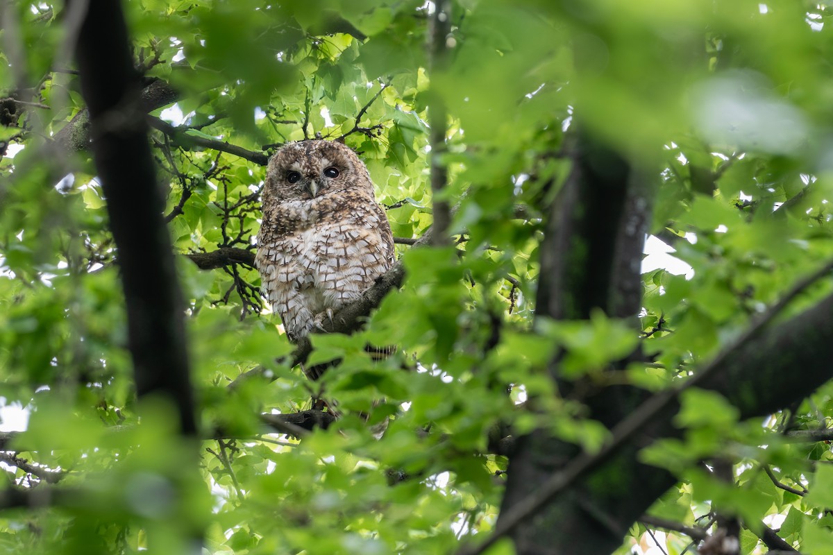 Himalayan Owl - ML640258324