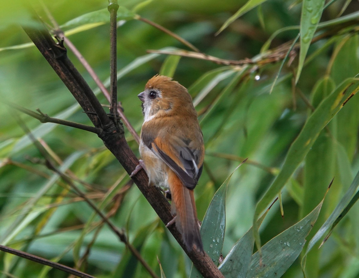Golden Parrotbill - ML640258375