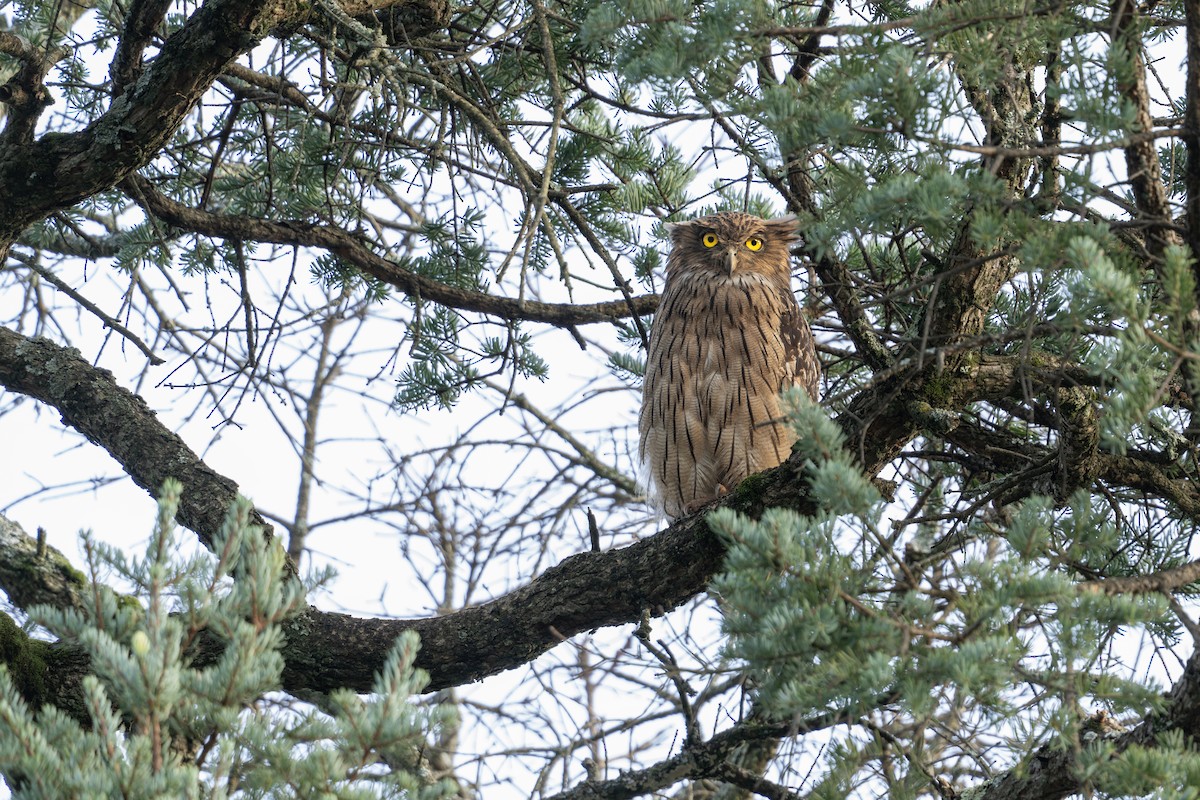 Brown Fish-Owl - ML640258380