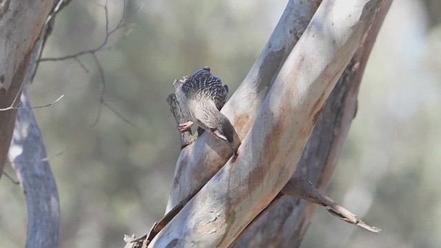 Red Wattlebird - ML640258578