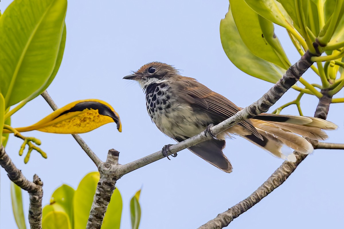 Louisiade Fantail - ML640258584